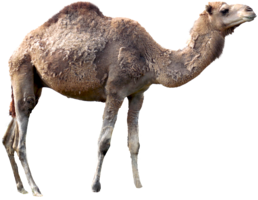 animals & Camel free transparent png image.