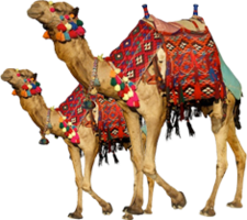 animals & camel free transparent png image.