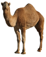 animals & Camel free transparent png image.