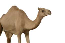 animals & camel free transparent png image.