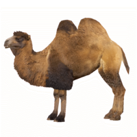 animals & Camel free transparent png image.