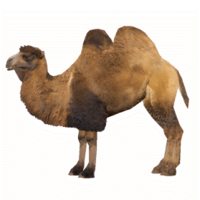 animals & Camel free transparent png image.