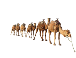 animals & camel free transparent png image.