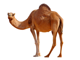 animals & Camel free transparent png image.