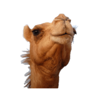 animals & Camel free transparent png image.