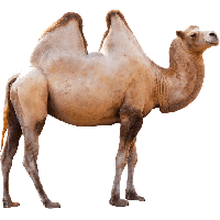 animals & camel free transparent png image.