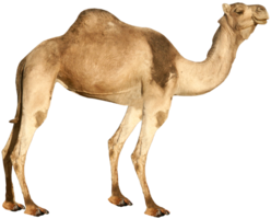 animals & camel free transparent png image.