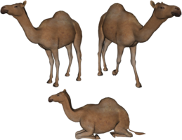 animals & camel free transparent png image.