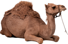 animals & Camel free transparent png image.