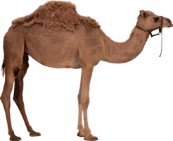 animals & camel free transparent png image.