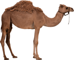 animals & Camel free transparent png image.