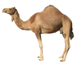 animals & camel free transparent png image.