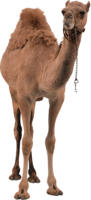 animals & camel free transparent png image.