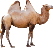animals & Camel free transparent png image.