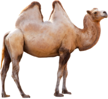 animals & camel free transparent png image.