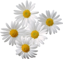 flowers & Chamomile free transparent png image.