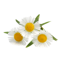 flowers & Chamomile free transparent png image.