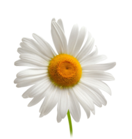 flowers & chamomile free transparent png image.