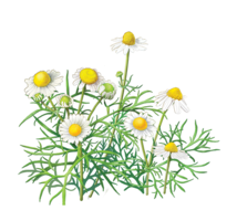 flowers & Chamomile free transparent png image.