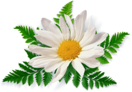 flowers & chamomile free transparent png image.