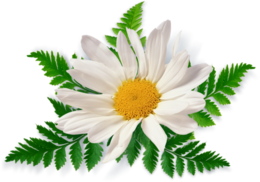 flowers & Chamomile free transparent png image.