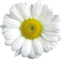 flowers & chamomile free transparent png image.