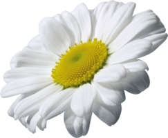 flowers & chamomile free transparent png image.