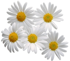 flowers & Chamomile free transparent png image.