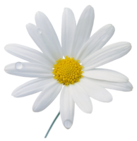 flowers & chamomile free transparent png image.