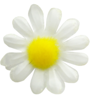 flowers & Chamomile free transparent png image.