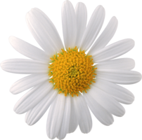 flowers & chamomile free transparent png image.