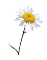 flowers & Chamomile free transparent png image.