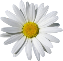 flowers & Chamomile free transparent png image.