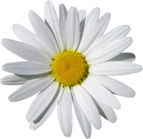 flowers & chamomile free transparent png image.