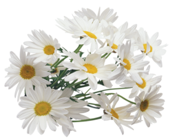 flowers & chamomile free transparent png image.