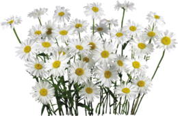 flowers & Chamomile free transparent png image.