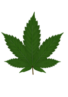 nature & Cannabis free transparent png image.