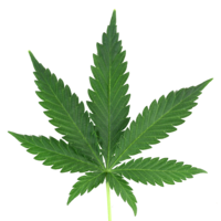 nature & Cannabis free transparent png image.