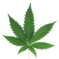 nature & cannabis free transparent png image.