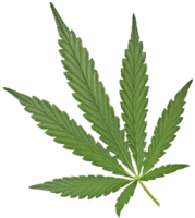 nature & Cannabis free transparent png image.