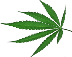 nature & cannabis free transparent png image.