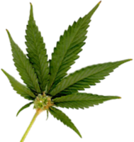 nature & cannabis free transparent png image.