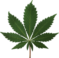 nature & Cannabis free transparent png image.