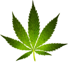 nature & Cannabis free transparent png image.