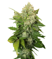 nature & cannabis free transparent png image.