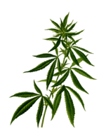 nature & Cannabis free transparent png image.