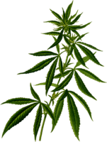 nature & cannabis free transparent png image.