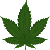 nature & cannabis free transparent png image.