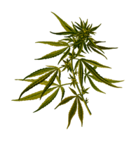 nature & Cannabis free transparent png image.