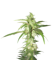 nature & cannabis free transparent png image.